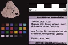 Foto (Objekt + Etiketten) von Decapoda indet. (NHMW-GEO-1990-0041-0138)